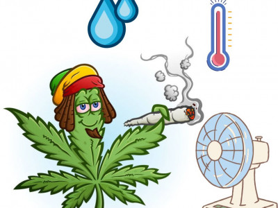 Humidity in the grow box: the optimal temperature for growing cannabis