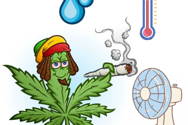 Humidity in the grow box: the optimal temperature for growing cannabis