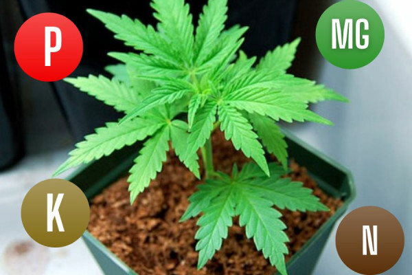 What kind of soil is needed for growing marijuana