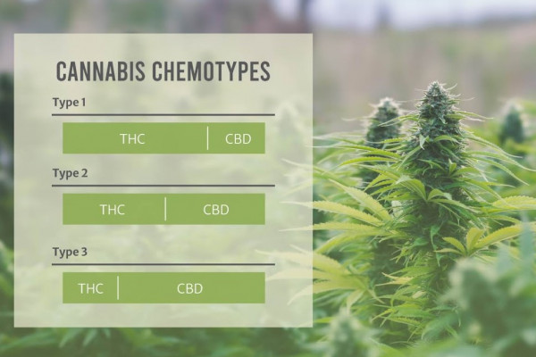 Chemotypes and chemovars of marijuana