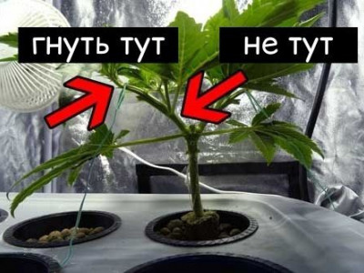 Using LST to grow miniature sativa