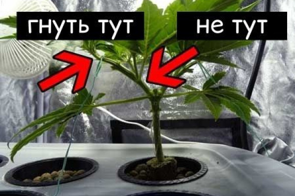 Using LST to grow miniature sativa