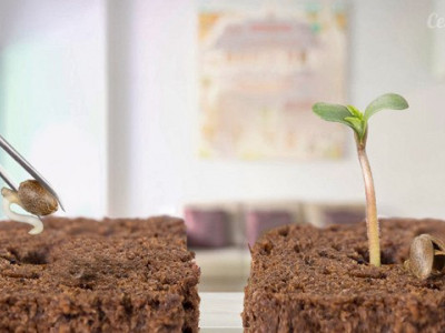 Transplanting hemp seedlings