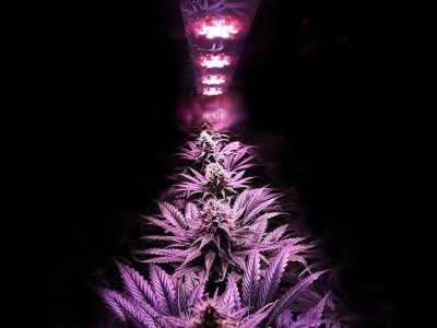 Lighting for marijuana: important tips