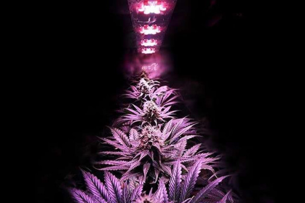 Lighting for marijuana: important tips