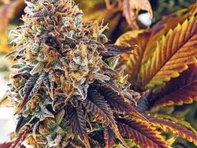 Top 5 Rare Varieties of Marijuana