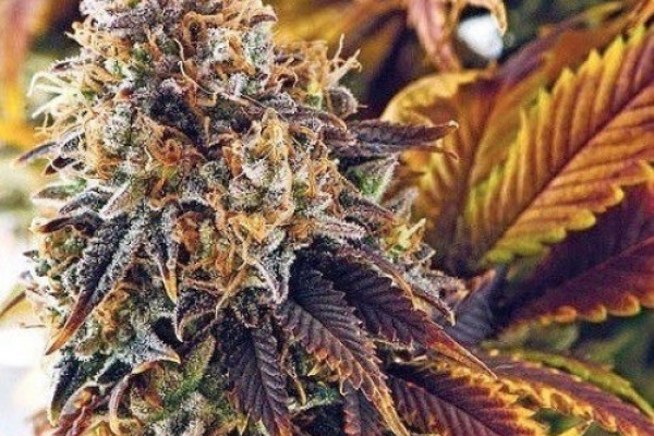 Top 5 Rare Varieties of Marijuana