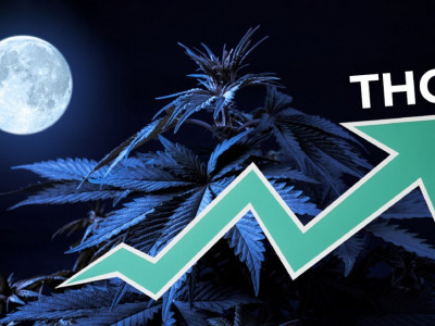 Increasing THC levels in cones by the total darkness method