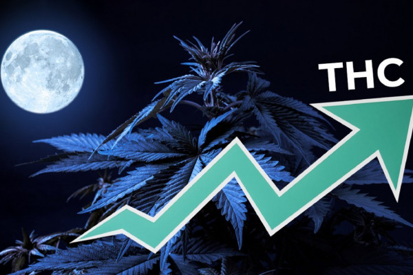 Increasing THC levels in cones by the total darkness method