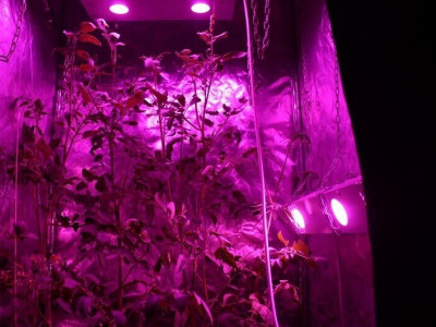 Growbox Lighting Instructions