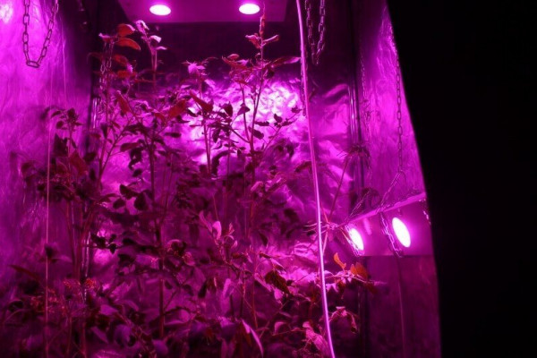 Growbox Lighting Instructions