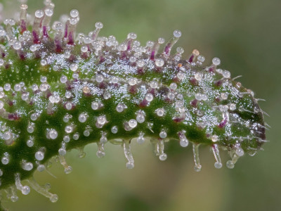 Marijuana trichomes - what is it?