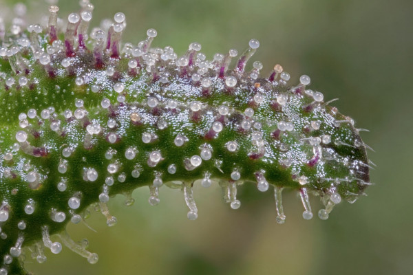 Marijuana trichomes - what is it?