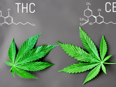 THC and CBD - what it is and what it affects