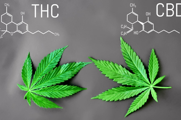 THC and CBD - what it is and what it affects