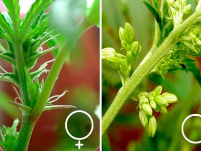 Determining the sex of cannabis