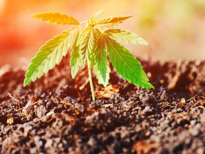 Organic (Living) Soil for Cannabis Plants