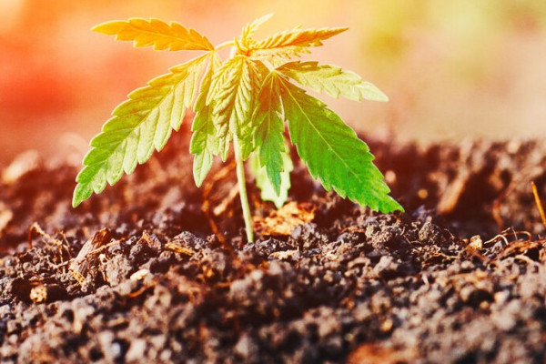 Organic (Living) Soil for Cannabis Plants