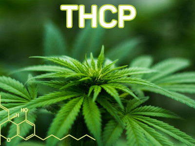 New cannabinoids THCP and CBDP - features