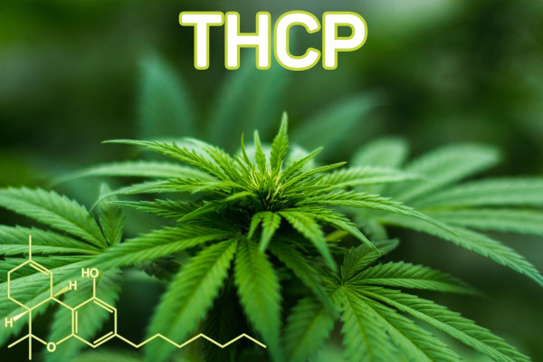 New cannabinoids THCP and CBDP - features