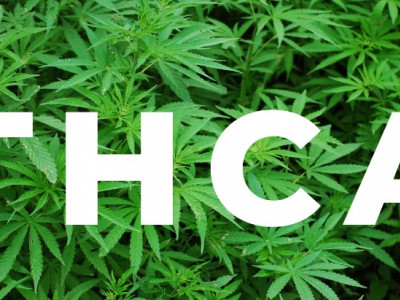 What is Tetrahydrocannabinolic acid (THCA)