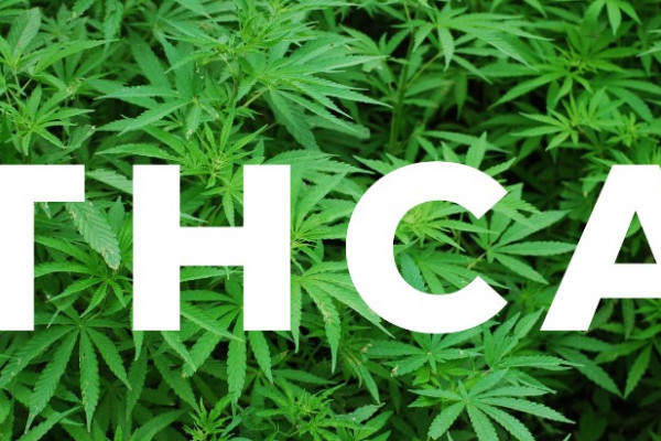 What is Tetrahydrocannabinolic acid (THCA)