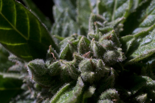 What are autoflowering cannabis strains