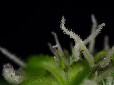 A look into history - how did autoflowering strains come about?