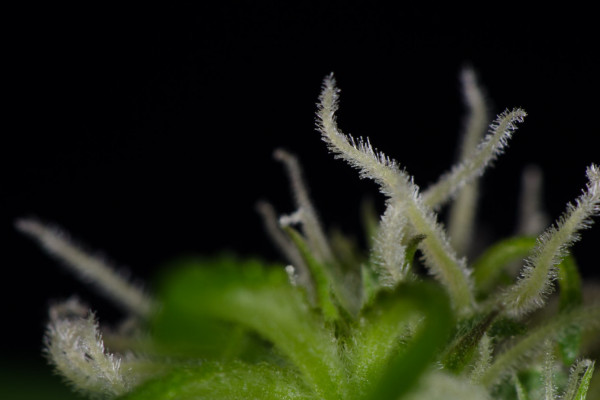 A look into history - how did autoflowering strains come about?