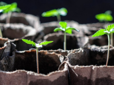 TOP-7 myths about autoflowering cannabis varieties