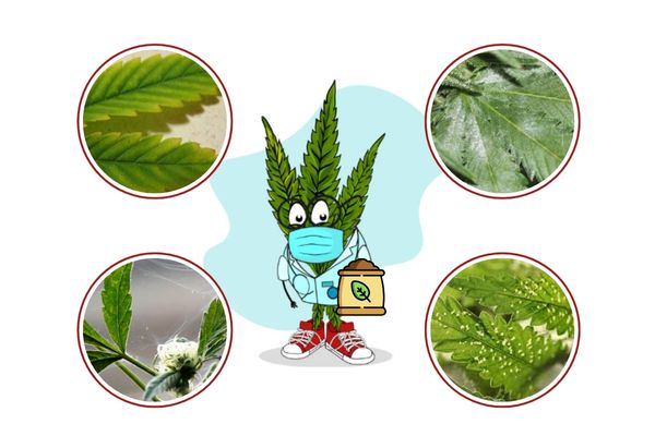 Cannabis diseases and its main pests