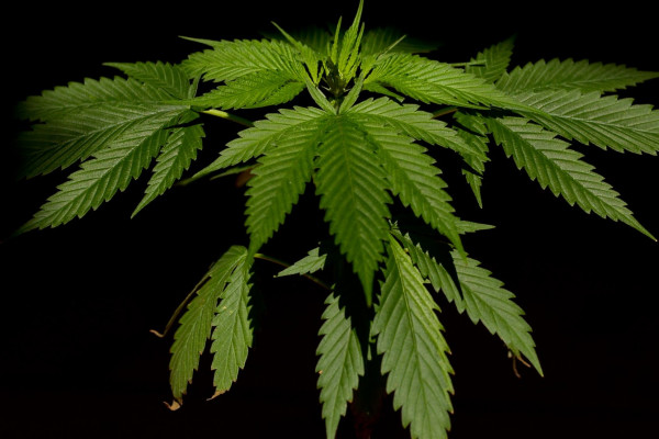 Cannabis hermaphroditism - what is it