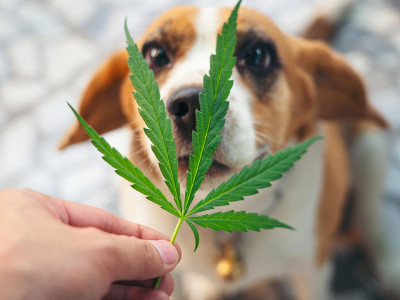 How does cannabis affect animals?