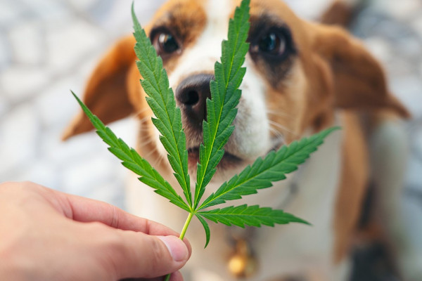 How does cannabis affect animals?