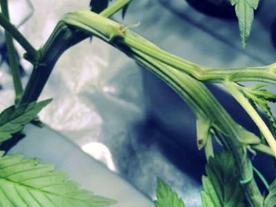 Fracture of the cannabis stem