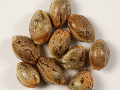 What are regular marijuana seeds