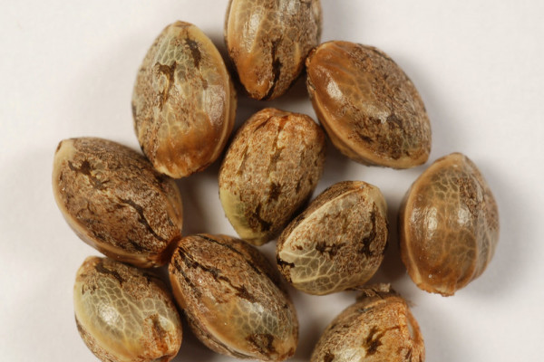 What are regular marijuana seeds