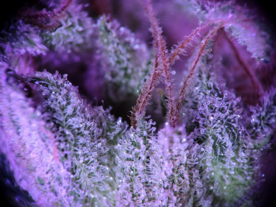 A family of purple cannabis varieties