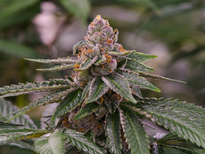 TOP-7 marijuana varieties for beginners