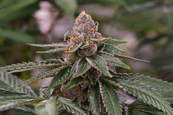 TOP-7 marijuana varieties for beginners