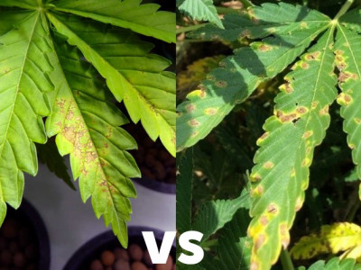 Septoria of cannabis or why the leaves turn yellow