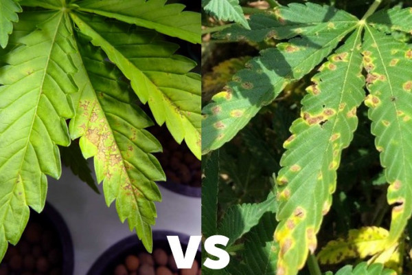 Septoria of cannabis or why the leaves turn yellow