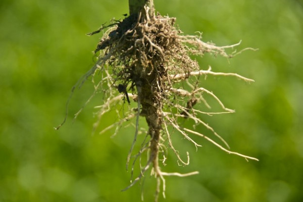 Hemp root and its beneficial properties