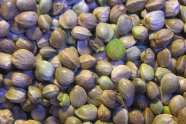 Commercial Cannabis Seeds - Criteria for the 21st Century