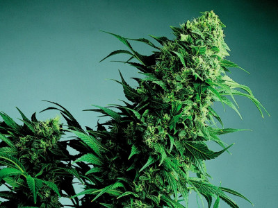 The top 10 indica marijuana varieties in 2024