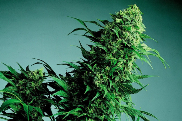 The top 10 indica marijuana varieties in 2024