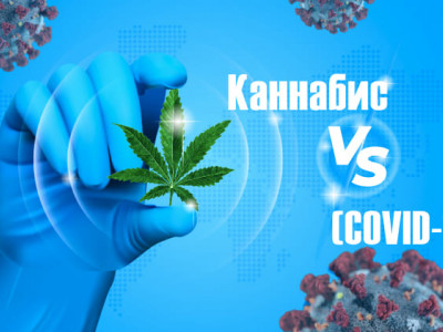 How to recover from covid with marijuana