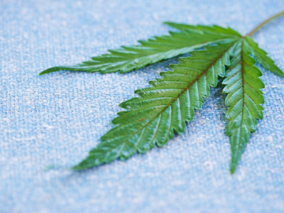 What Can Cannabis Leaves Say? Interesting Facts