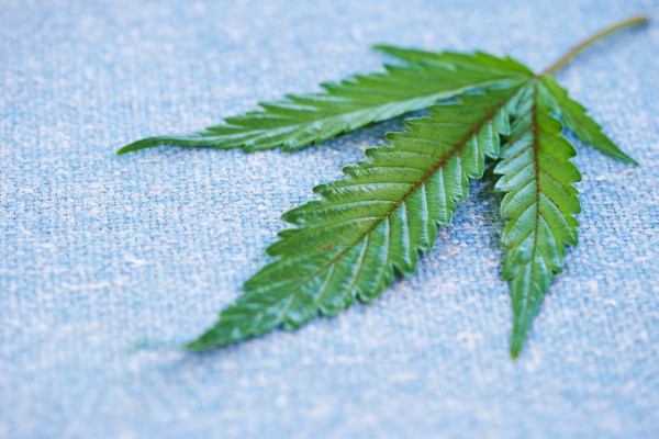 What Can Cannabis Leaves Say? Interesting Facts