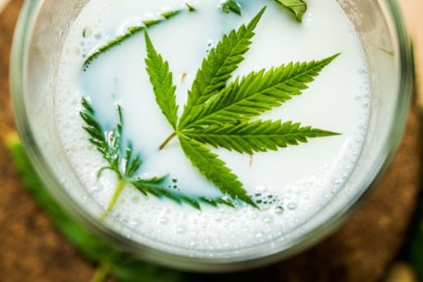 What is managa and how to brew hemp milk